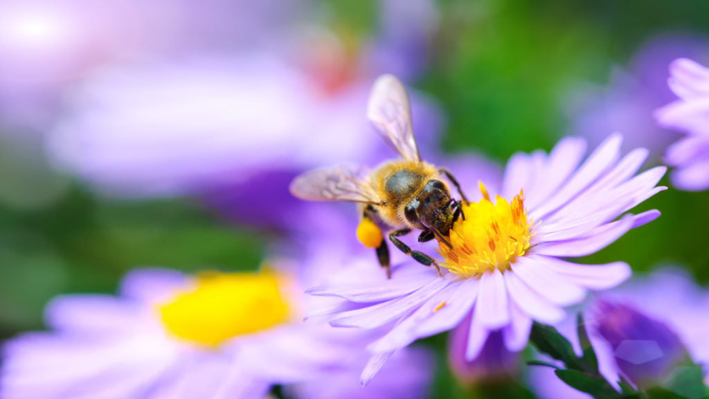 Bee on the flower